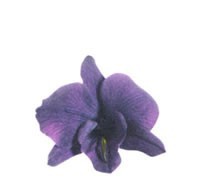 Dendrobium Orchid